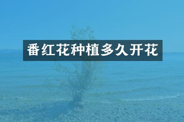 番红花种植多久开花