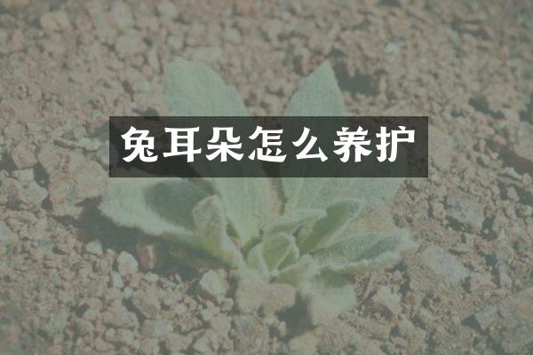 兔耳朵怎么养护