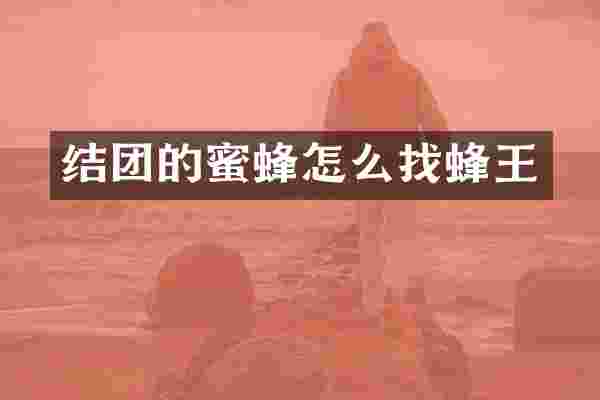 结团的蜜蜂怎么找蜂王