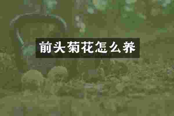 前头菊花怎么养