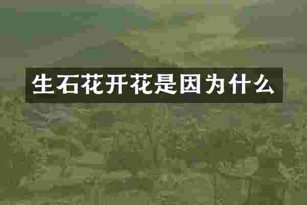 生石花开花是因为什么