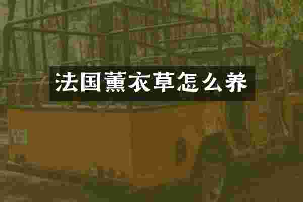 法国薰衣草怎么养