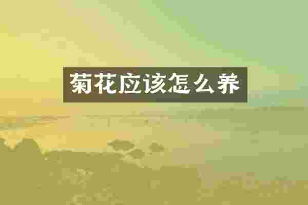 菊花应该怎么养