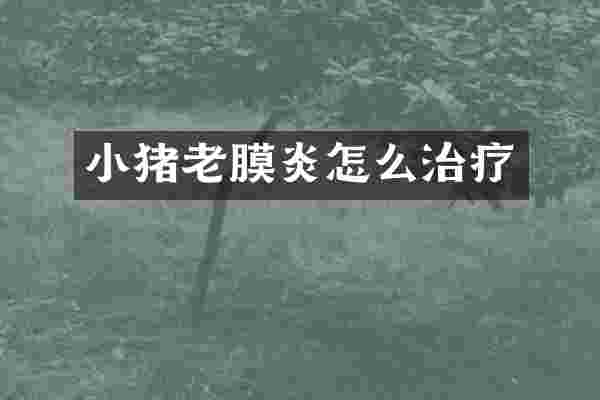 小猪老膜炎怎么治疗
