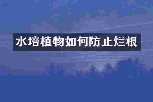水培植物如何防止烂根