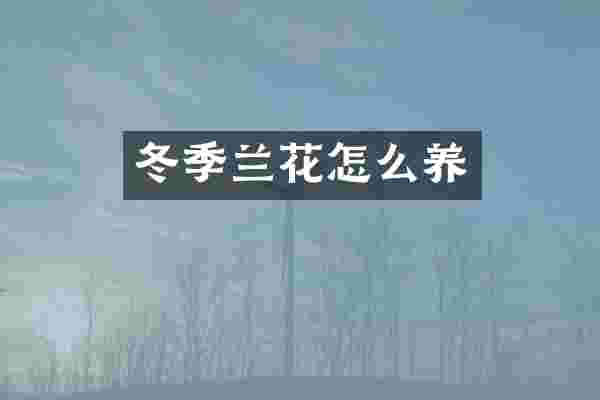 冬季兰花怎么养