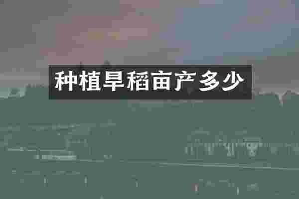 种植旱稻亩产多少