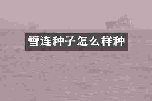 雪连种子怎么样种