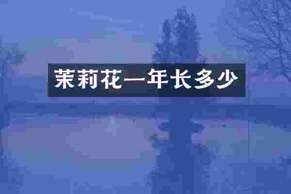 茉莉花一年长多少