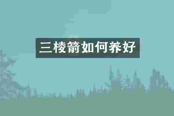三棱箭如何养好