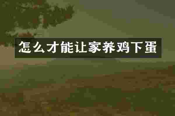 怎么才能让家养鸡下蛋