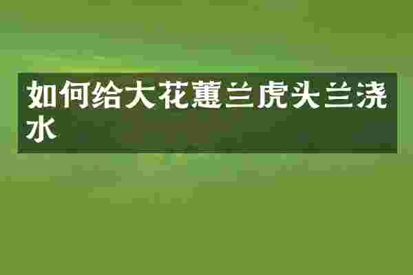 如何给大花蕙兰虎头兰浇水