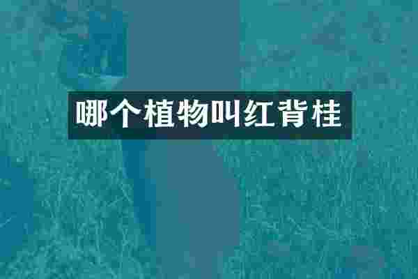 哪个植物叫红背桂