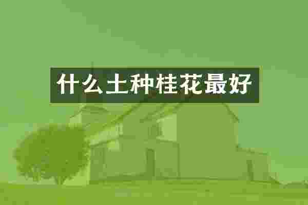什么土种桂花最好