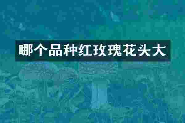 哪个品种红玫瑰花头大