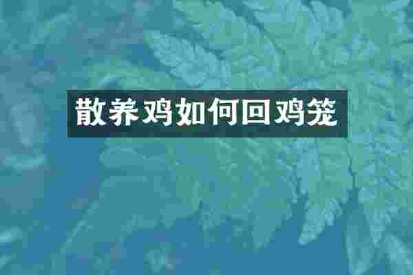 散养鸡如何回鸡笼