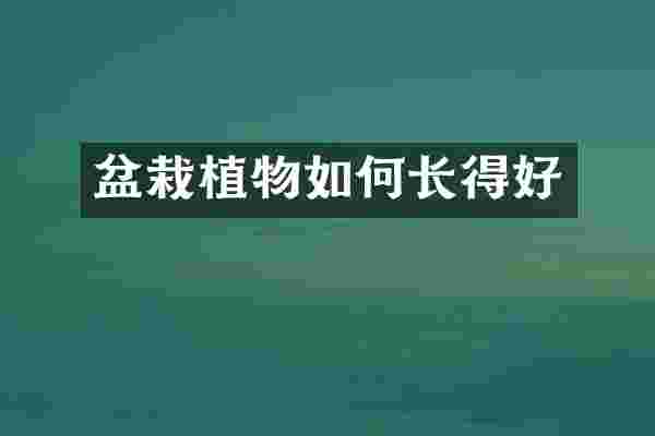 盆栽植物如何长得好