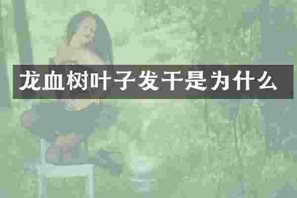 龙血树叶子发干是为什么