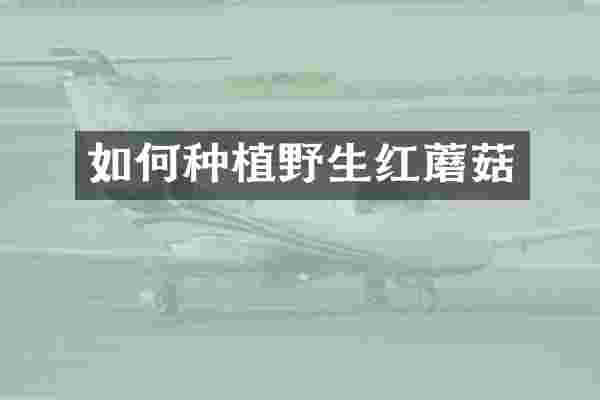 如何种植野生红蘑菇