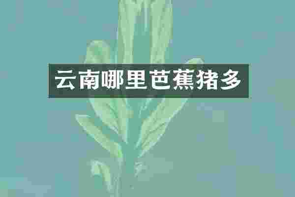 云南哪里芭蕉猪多