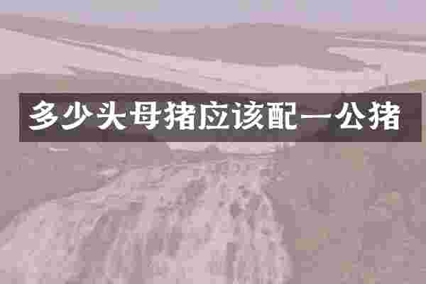 多少头母猪应该配一公猪