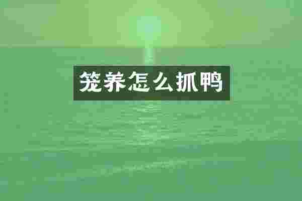 笼养怎么抓鸭