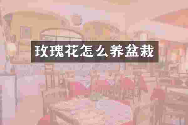 玫瑰花怎么养盆栽