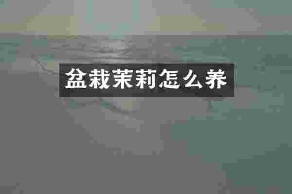 盆栽茉莉怎么养