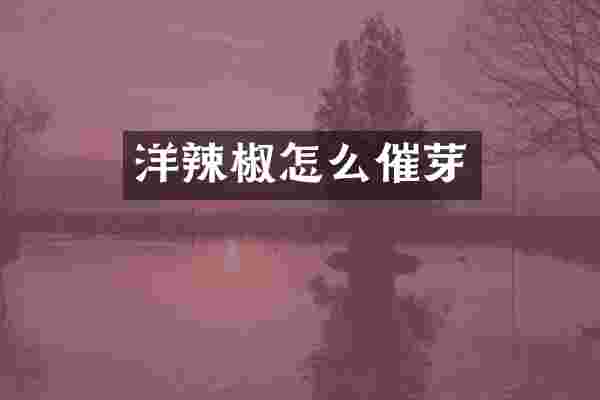 洋辣椒怎么催芽