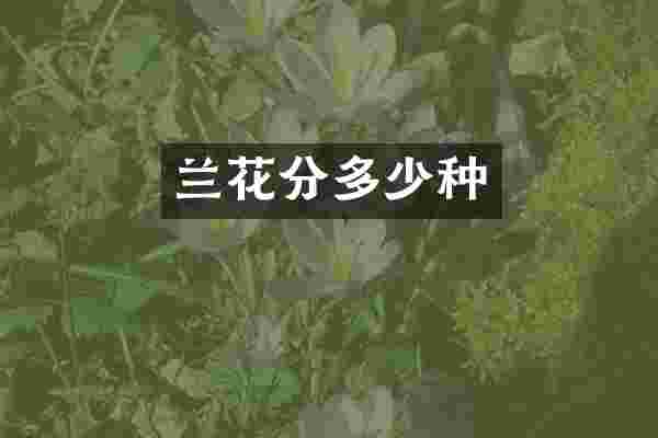 兰花分多少种