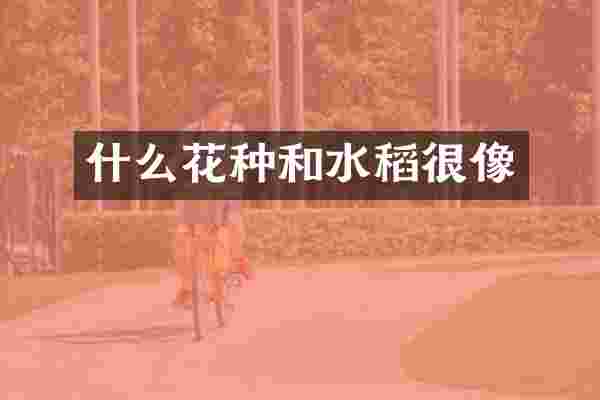 什么花种和水稻很像