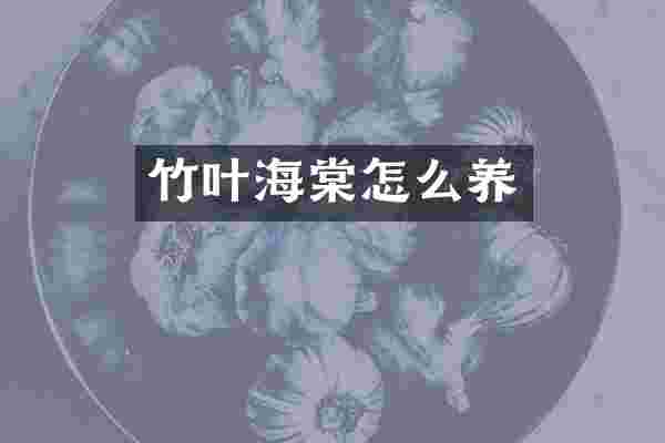 竹叶海棠怎么养