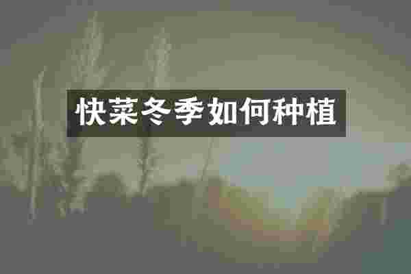 快菜冬季如何种植