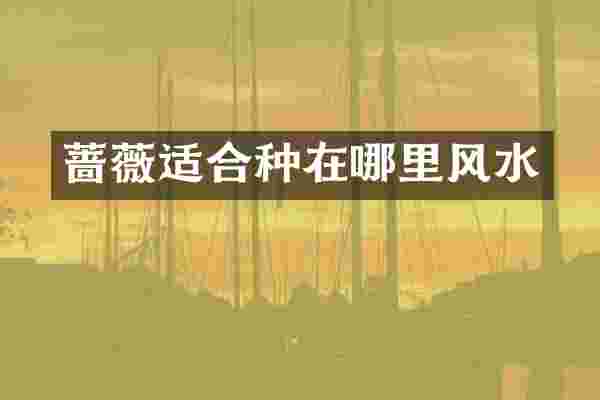 蔷薇适合种在哪里风水