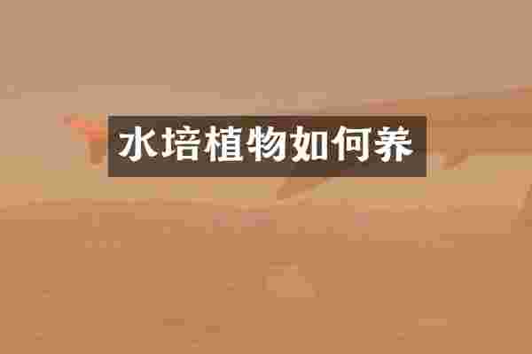 水培植物如何养