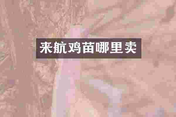 来航鸡苗哪里卖