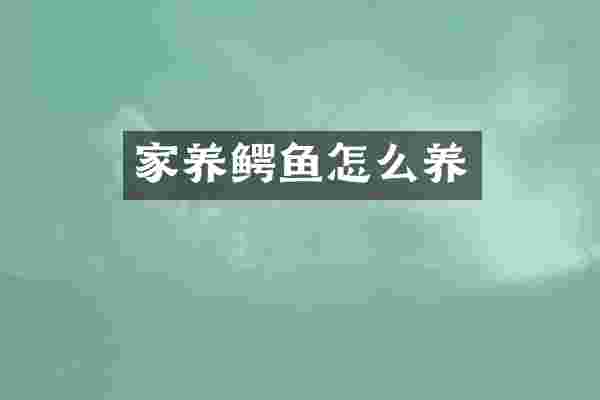 家养鳄鱼怎么养