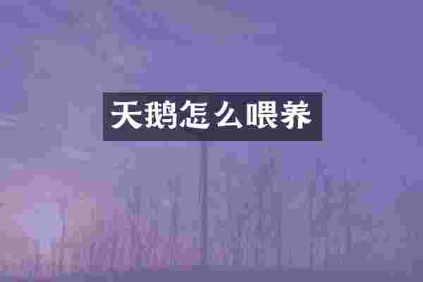 天鹅怎么喂养