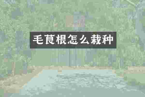 毛茛根怎么栽种