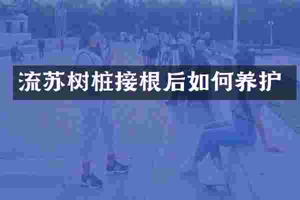 流苏树桩接根后如何养护