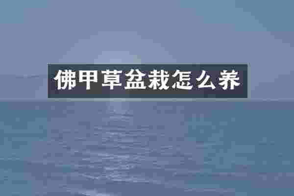 佛甲草盆栽怎么养