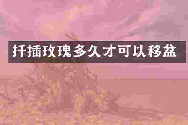 扦插玫瑰多久才可以移盆