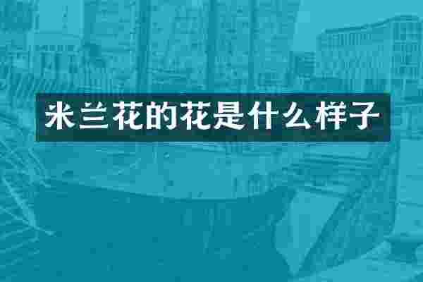 米兰花的花是什么样子