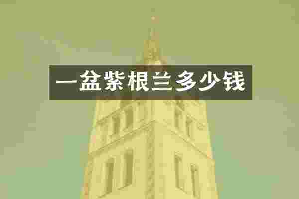 一盆紫根兰多少钱
