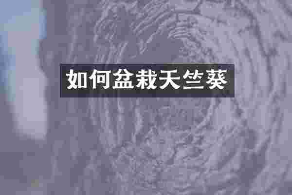 如何盆栽天竺葵