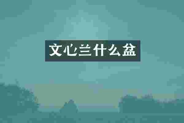文心兰什么盆