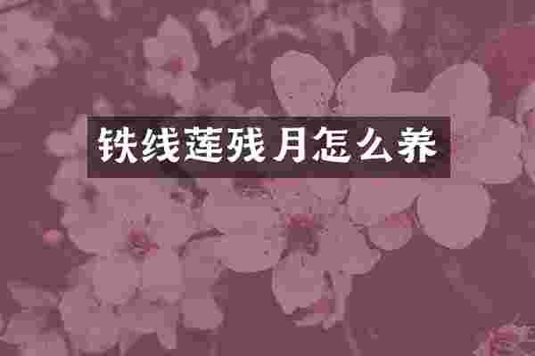 铁线莲残月怎么养
