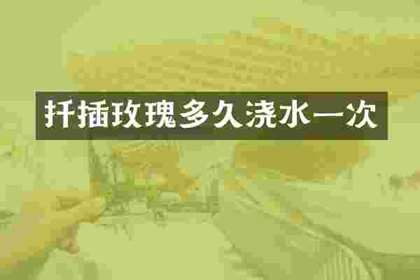 扦插玫瑰多久浇水一次