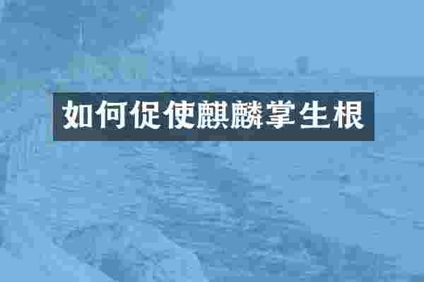 如何促使麒麟掌生根