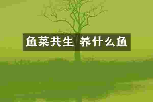 鱼菜共生 养什么鱼